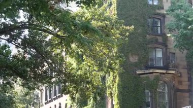 New York City klasik bina mimarisi. Şehir merkezindeki köşenin dış tarafında. Emlak mülkü, ABD. Tipik yeşil cephe sarmaşık bitkisini kaplıyor. Stuyvesant Caddesi 'ndeki duvar bahçesi. Sarmaşık tırmanıcısı.