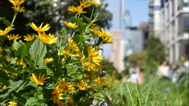 New York City High Line Greenway 'i yükseltti, Manhattan Midtown, ABD. Şehir parkındaki insanlar. Bahçedeki yeşillikte gezinti. Amerikan sokak hayatı, Hudson Yards yakınlarında Chelsea Highline. Sonbahar çiçekleri.