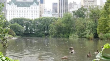 New York Şehri Manhattan Midtown. 5. Cadde 'deki Central Park, ABD. Amerika 'nın simgesi, NYC, ABD' deki şehir parkı. Havuzdan otel mimarisi, göl suyu, ördek kuşları..