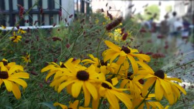 New York City High Line Greenway 'i yükseltti, Manhattan Midtown, ABD. Şehir parkındaki insanlar. Bahçedeki yeşillikte gezinti. Amerikan sokak hayatı, Hudson Yards yakınlarında Chelsea Highline. Sonbahar çiçekleri.