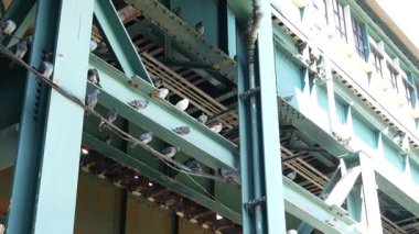 New York metrosu, metropol köprüsü, caddenin üstündeki metro yolu. Demiryolu taşımacılığı. Eski demiryolu hattındaki güvercin kuşları. Queens toplu taşımacılığı. Long Island Şehri, Birleşik Devletler.