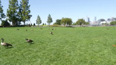 New York, ABD - 31 Ağustos 2023: Waterfront, Manhattan Skyline, Downtown Rockefeller Park. Hudson Yards nehir manzaralı gökdelenler. Yaban kazı göçü, kuşlar, çimenler.
