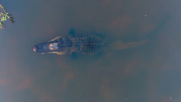 日落时在流动湾鸟瞰美国成年鳄鱼的空中照片 — 图库照片