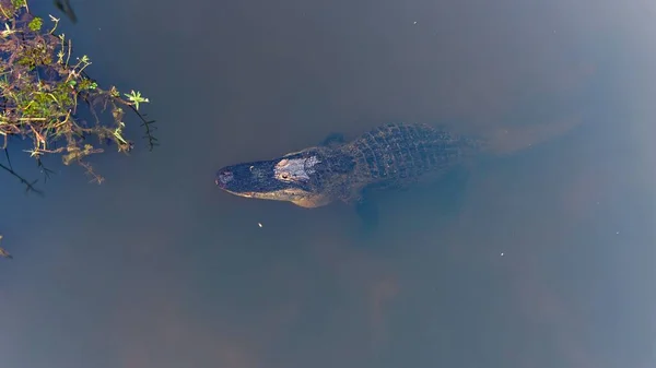 Aerial View Adult American Alligator Mobile Bay Sunset — Stock Photo, Image