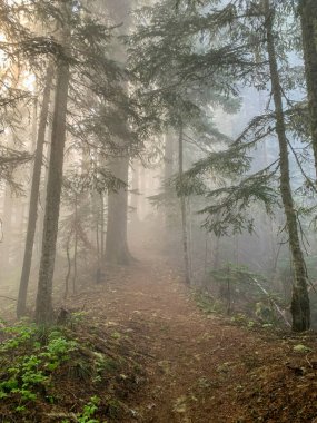 Washington 'daki High Rock Gözcü Yolu' ndaki ruhani manzara. 