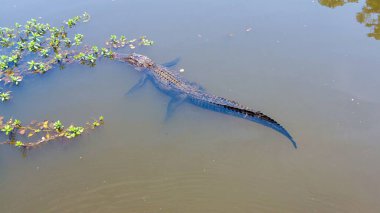 Mobile Bay, Daphne, Alabama 'da yetişkin bir Amerikan Timsahının hava görüntüsü.