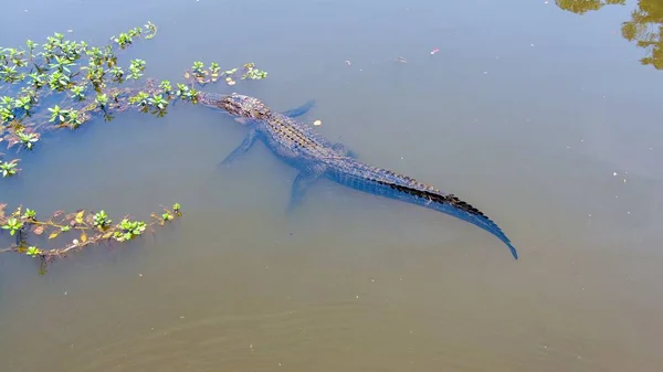 Flybilde Voksen Amerikansk Alligator Mobile Bay Daphne Alabama – stockfoto