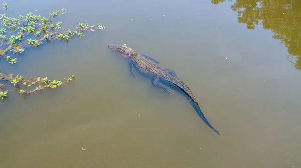 Aerial View Adult American Alligator Mobile Bay Daphne Alabama — Stock Photo, Image