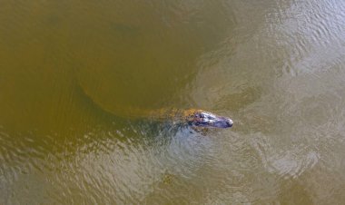 Mobile Bay, Alabama 'da yetişkin bir Amerikan timsahının hava görüntüsü.