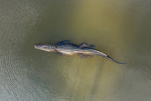 Mobile Bay, Alabama 'da yetişkin bir Amerikan timsahının hava görüntüsü.