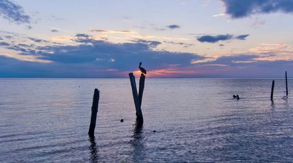 Pelicans Perched Old Pillars Mobile Bay Sunset — Stock Photo, Image