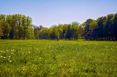 Tek bir at gün boyunca bir tarlada otlar.