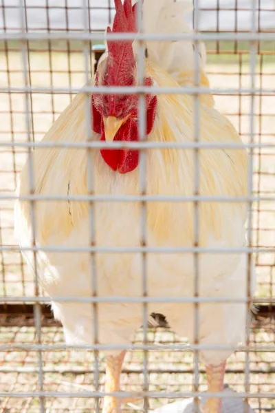 Белая Курица Клетке — стоковое фото