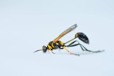 Bir çömlekçi eşekarısına yaklaş