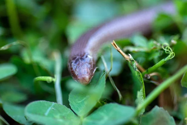 伊比利亚线虫蜥蜴 — 图库照片