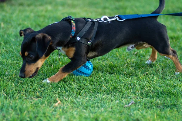 Küçük siyah köpek parkta topla oynuyor.