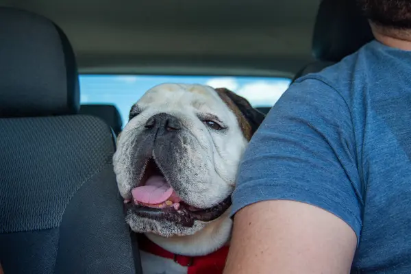 Engelse Bulldog Reist Met Auto Rechtenvrije Stockfoto's