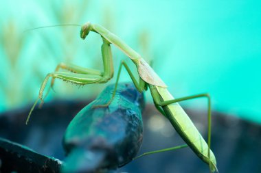 Bir peygamber devesi cennette 