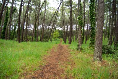 Miramar Ormanı 'nda yol