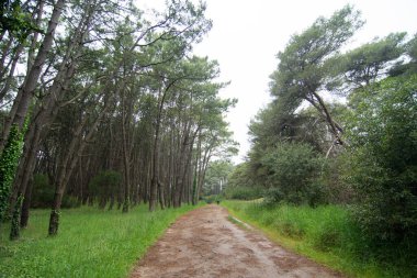 Miramar Ormanı 'nda yol