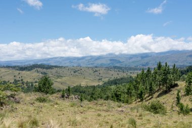 Arjantin 'deki Sierra de Cordoba' da bitki örtüsü