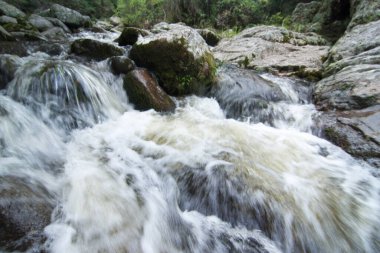 Dağ nehri ormanda hızlı kayalıklardan akıyor.