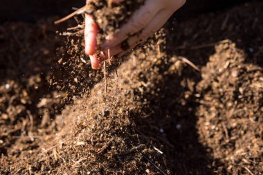 Taze gübre tutan kadın elleri.