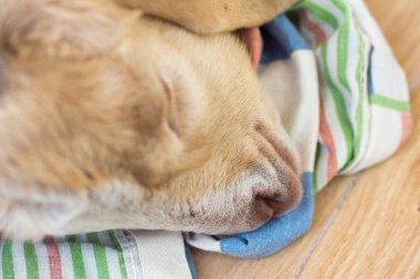 Tahta zeminde uyuyan yavru keçi.