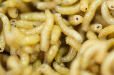 Uçan solucanların makro çekimi.