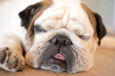 Ahşap zeminde uyuyan İngiliz bulldog portresi