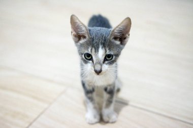 Gri yavru kedi ahşap zeminde kameraya bakıyor.