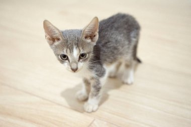 Gri yavru kedi ahşap zeminde kameraya bakıyor.