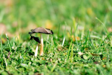 Bahçedeki çimlerde büyüyen bir grup mantar.