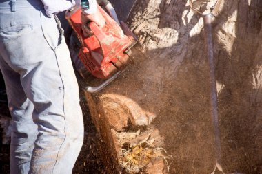 Oduncu okaliptüs gövdesini testere ile kesiyor.