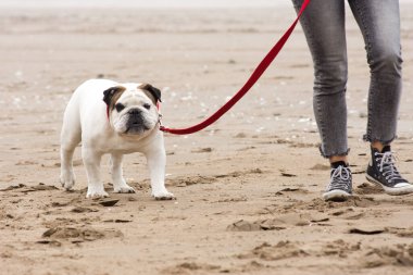 Kışın İngiliz Bulldog 'uyla sahilde yürüyen bir kadın.