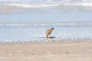 Kartal yavrusu sahilde balık yiyor.