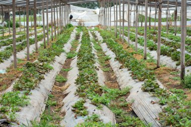 Kreşteki çilek fidanlığı