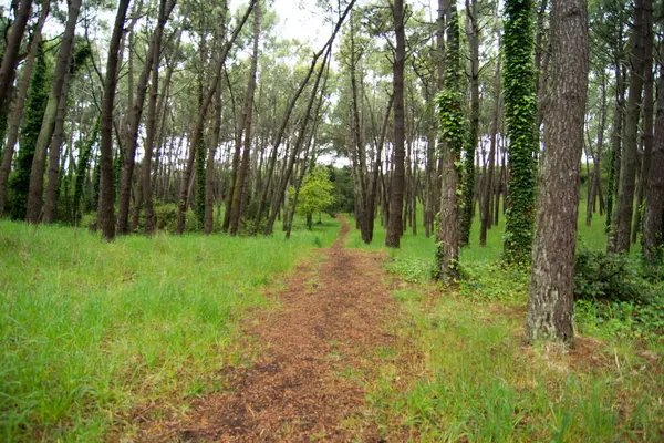 Chemin Dans Forêt Miramar — Photo