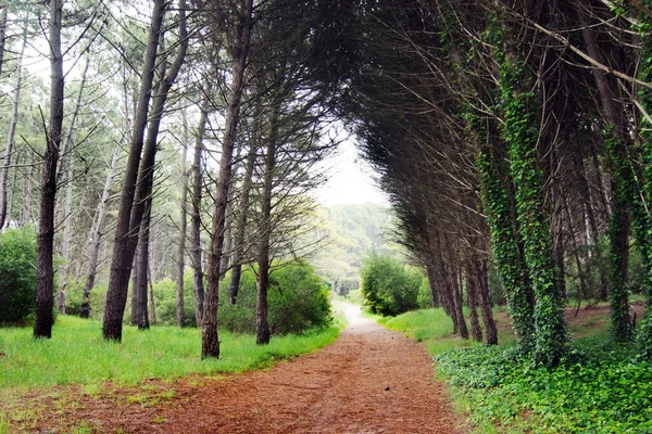 Chemin Dans Forêt Miramar — Photo