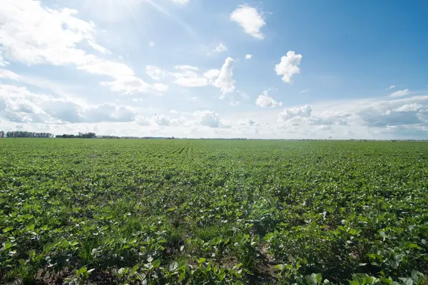 Arjantin, Cordoba 'da soya fasulyesi tarlası