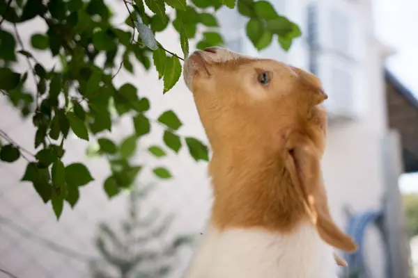 Baby Goat Eating Fresh Leaves Mulberry Tree — Stock Photo, Image