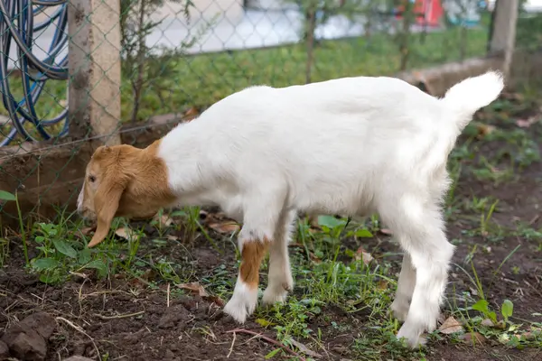 Shot Baby Goat Farm — Stock Photo, Image
