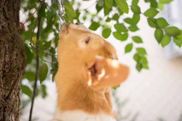 マルベリーの木から新鮮な葉を食べる赤ちゃんヤギ — ストック写真
