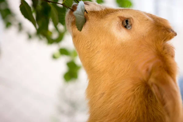Yavru Keçi Dut Ağacından Taze Yapraklar Yiyor — Stok fotoğraf