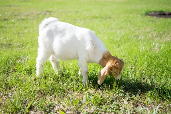 Tiro Una Cabra Joven Comiendo Hierba — Foto de Stock
