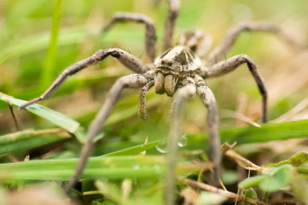 Tarlada Lycosa Tarantula Olan Örümcek Kurt Portresi — Stok fotoğraf