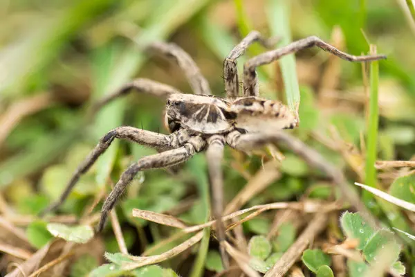 Portrait Spider Wolf Lycosa Tarantula Field — Stock Photo, Image