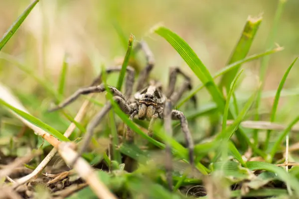 Porträt Eines Spinnenwolfs Lycosa Vogelspinne Feld — Stockfoto
