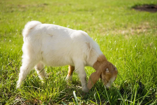 Shot Young Goat Eating Grass — Stock Photo, Image