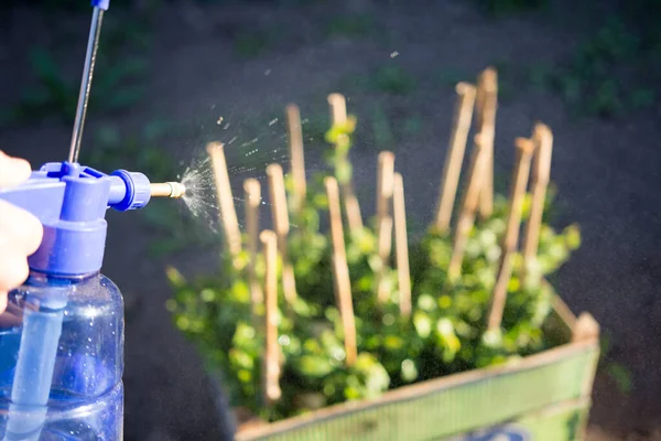 Man watering plants with manual sprinkler